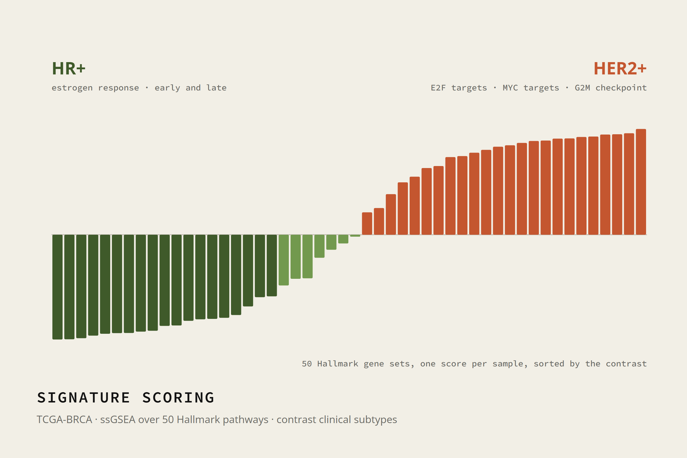 Fifty Hallmark pathway scores sorted into an HR+ versus HER2+ contrast